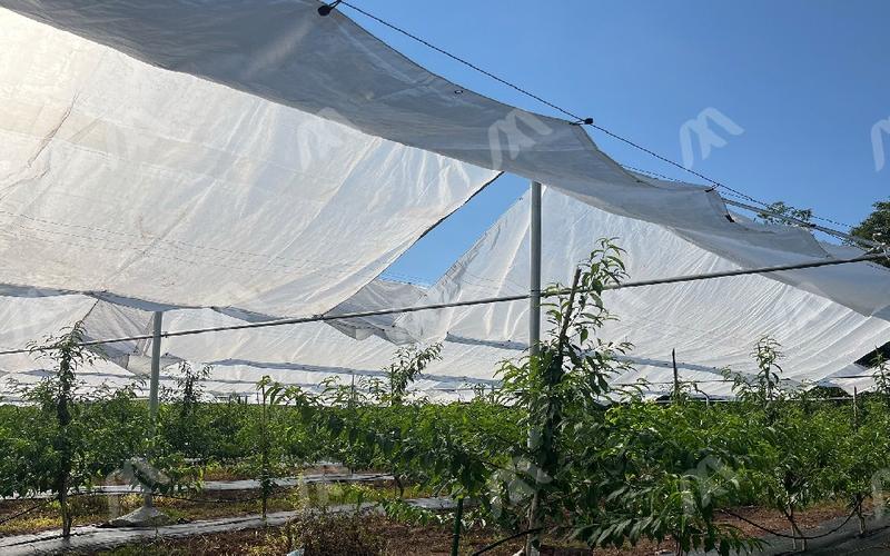 河南勤苗农艺建设工程连栋薄膜温室大棚搭建,玻璃智能温室